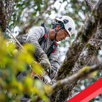 Roadrunner Tree Cutting and Removal in The Greater Seattle Area
